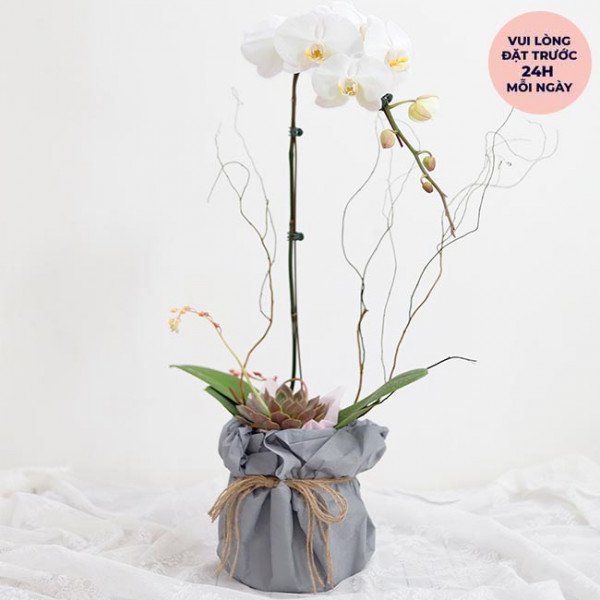 White orchid and succulent in a grey fabric pot with twine, "Worth A Fortune Orchid Box".
