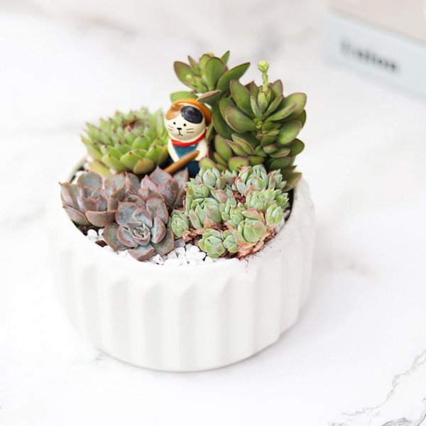 White fluted pot with assorted succulents and a small cat figurine.