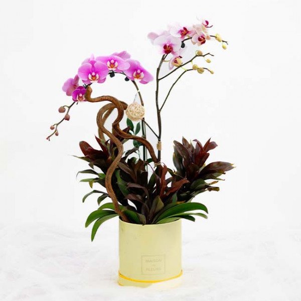 Purple and pink orchids in a yellow box with greenery.