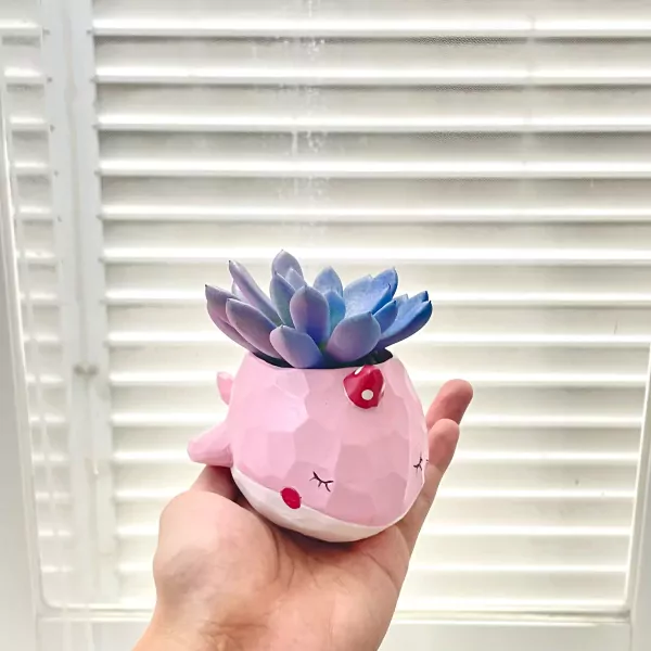 Cute pink whale succulent planter with purple-blue succulent plant.