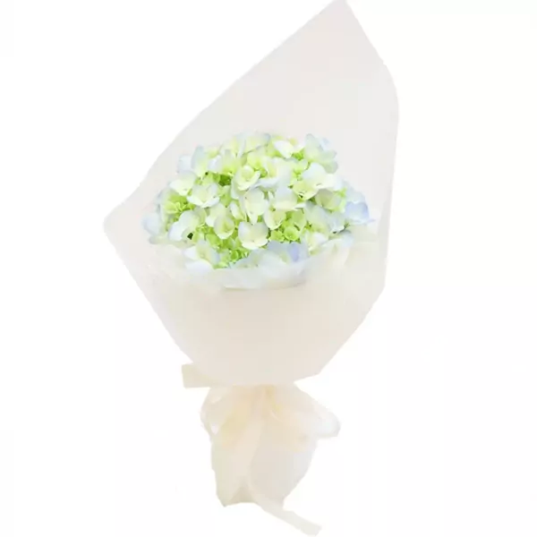 A bouquet of light green and blue hydrangeas wrapped in sheer white paper, tied with a cream ribbon.