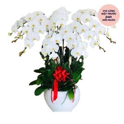 White orchid arrangement in a white pot with a red bow.