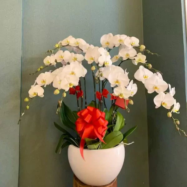 A white orchid plant in a white pot, decorated with red bows.