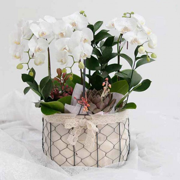 White orchids in a wire basket with a lace bow, accented with succulents and greenery.