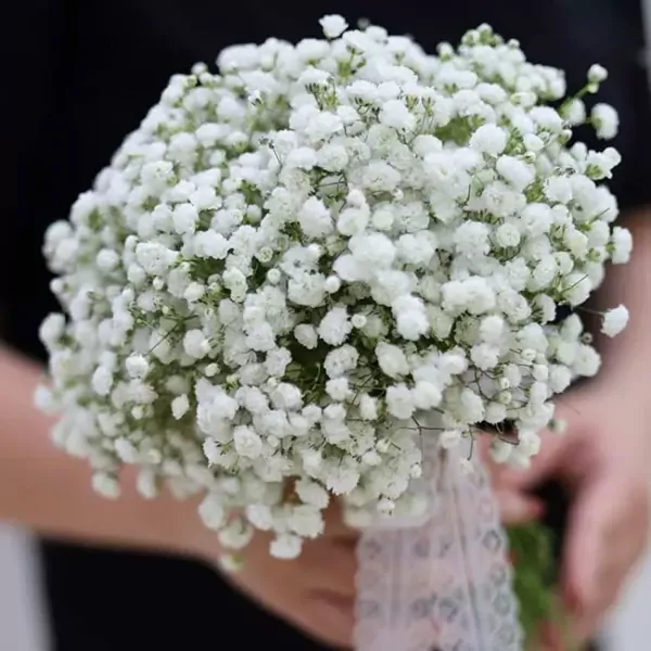 A bouquet of baby's breath flowers, white and delicate, tied with lace ribbon.
