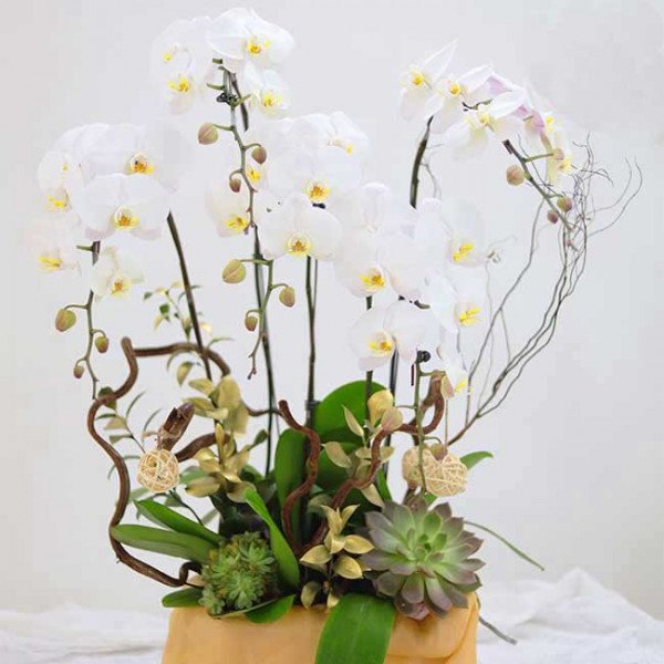 White orchids and succulents in a tan box with decorative branches.