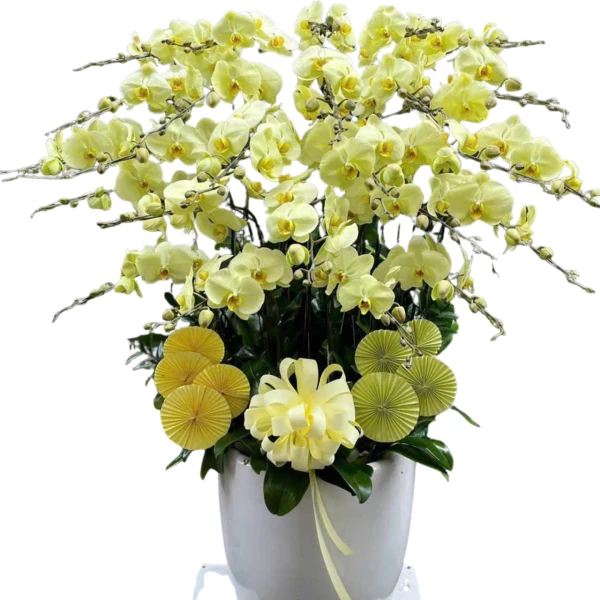 Butter green phalaenopsis orchids in a white pot with yellow decorative fans.
