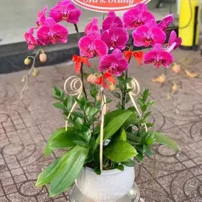 Pink orchids in a white pot with green leaves and red bows.