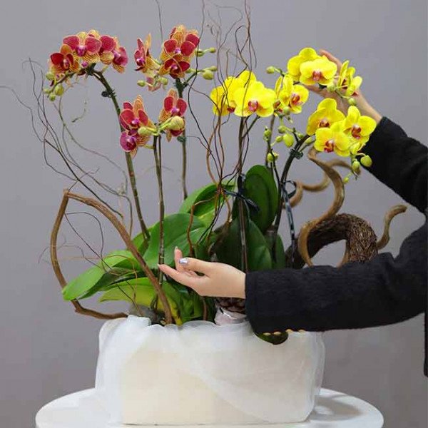 Red and yellow orchids in a white box with decorative branches, hands arranging flowers.