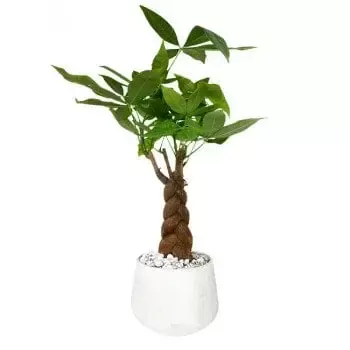 Braided money tree with green leaves in a white jar-shaped pot with white pebbles.