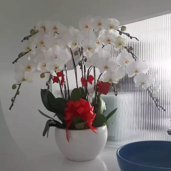 White Phalaenopsis orchid plant in a white pot with red ribbon accents.