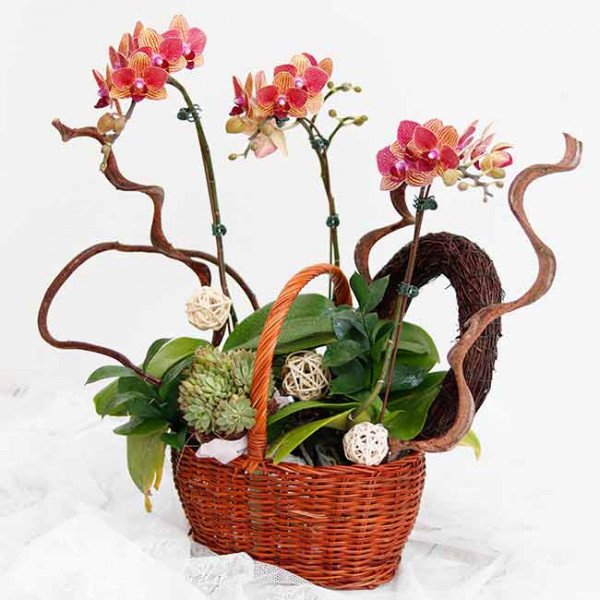 Orchid basket with pink and orange orchids, succulents, and decorative spheres.