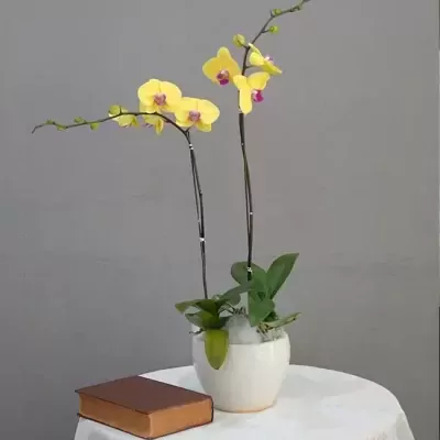 Two branches of yellow orchids in a white pot with a brown book on a white tablecloth.