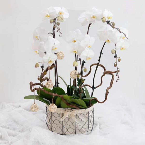 A white orchid basket with decorative twig accents and woven balls.