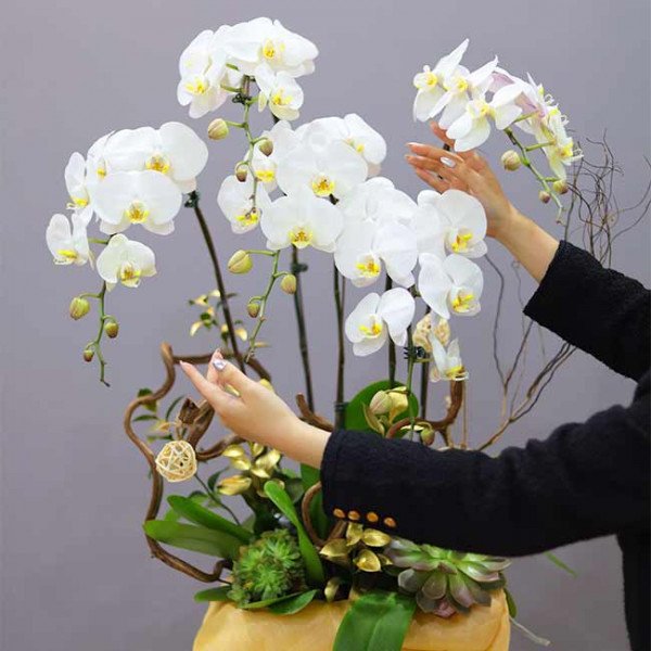 White orchids in a display box with decorative elements and hands arranging them.
