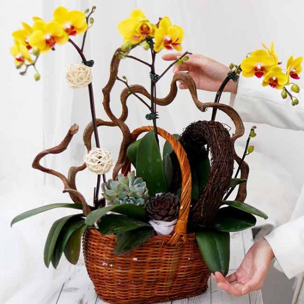 A wicker basket filled with yellow orchids, succulents, and decorative branches.
