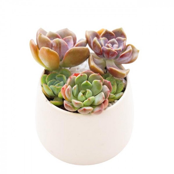 Three succulents in a white pot: two round, green succulents in front and two larger, purple-tipped succulents behind.