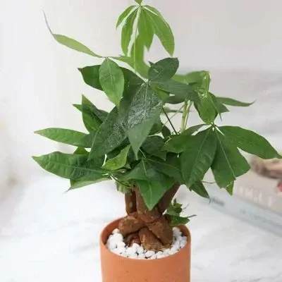 cơ bản