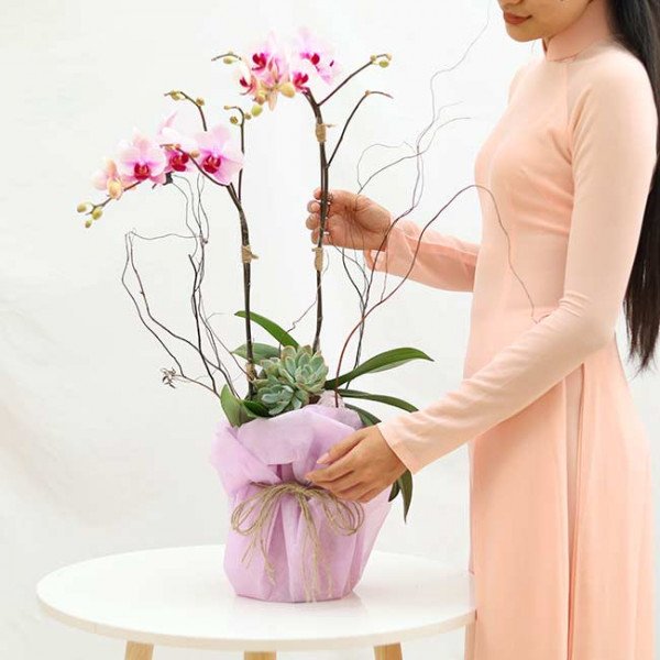 Pink orchids and succulents in a purple wrapped pot, held by a person in a peach dress.