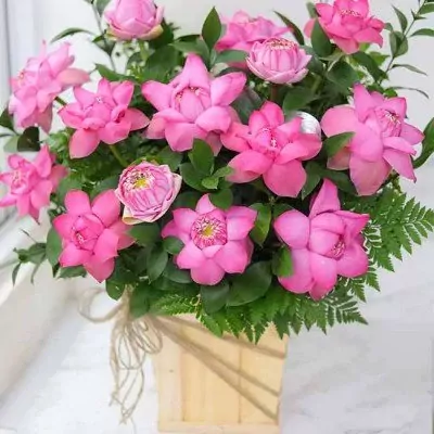 Pink lotus flowers in a wooden box with greenery.