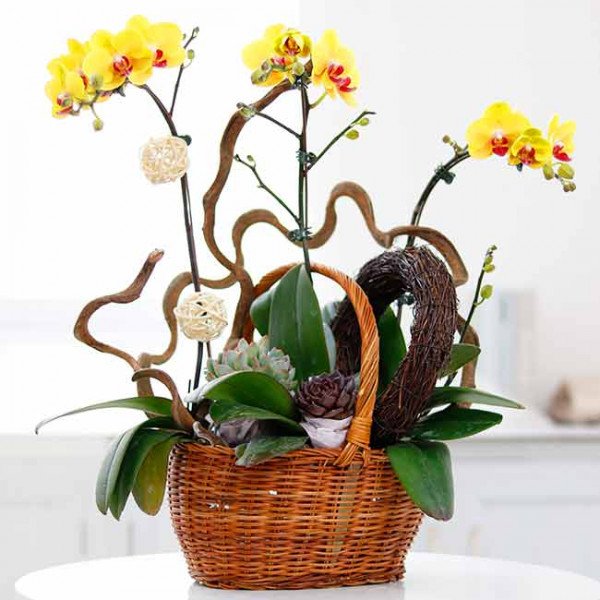 Yellow orchids in a woven basket with decorative branches and succulents.