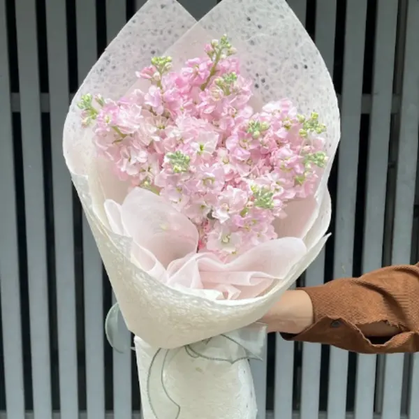 Gentle You 2