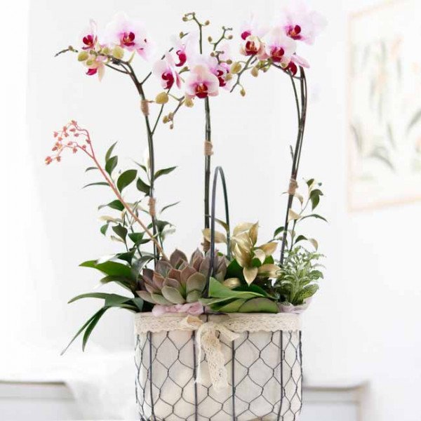 Orchid basket with pink and white phalaenopsis orchids and succulents.