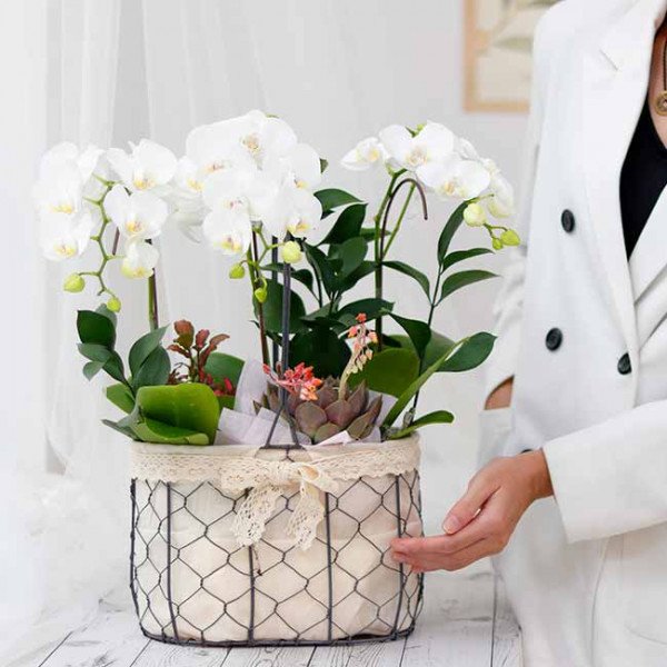White orchids in a wire basket with lace trim, a person in a white blazer is holding the basket.