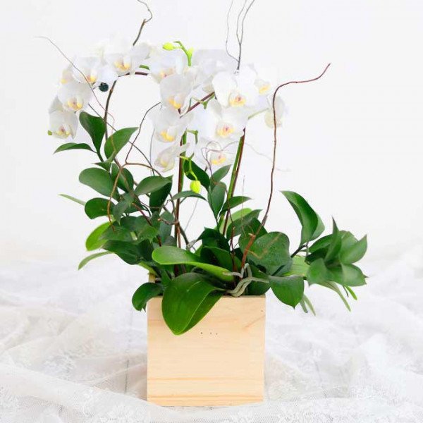 White orchids in a wooden box with green leaves on a white lacy cloth.