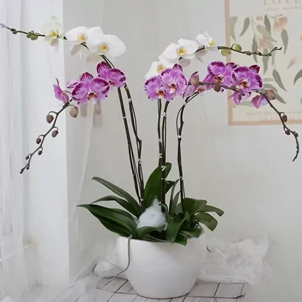 White and pink orchids in a white pot.