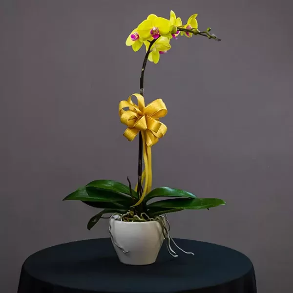 Yellow orchid with a golden bow in a white pot on a black table.