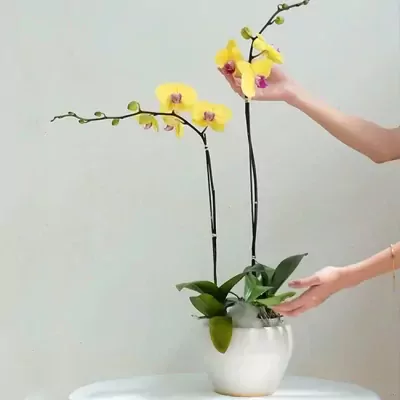 Two stems of yellow Phalaenopsis orchids in a white ceramic pot, with hands tending to them.