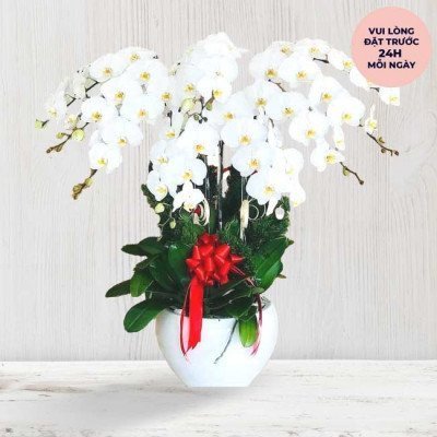 White orchid plant with a red bow in a white pot.