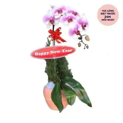Phalaenopsis orchid plant with "Happy New Year" tag and Vietnamese text.