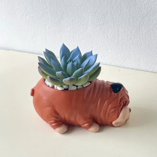 Chubby bulldog planter with a blue-green succulent and white pebbles.
