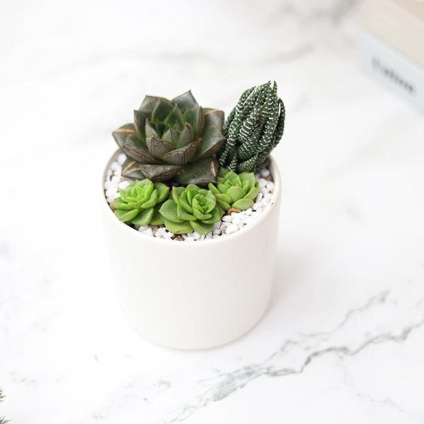 White pot with assorted succulents: Echeveria, Haworthia, and tiny rosettes.