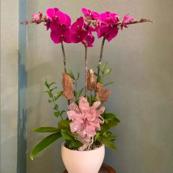 Three deep purple orchids in a white pot with a pink ribbon.