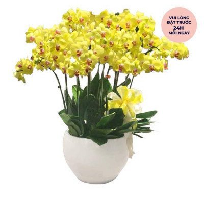 Pot of yellow orchids with a yellow ribbon, in a white pot.