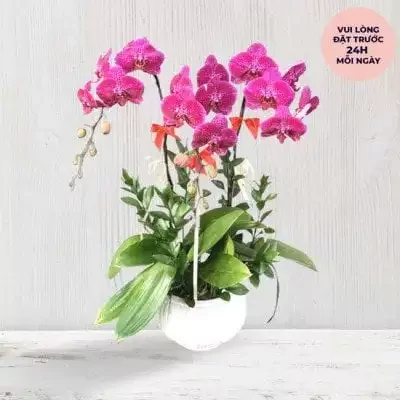 Chậu hoa lan hồ điệp màu tím hồng rực rỡ, trang trí nơ đỏ, đặt trong chậu trắng.