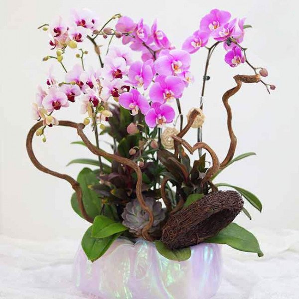 Pink and purple orchids in a pearlescent pot with decorative branches.