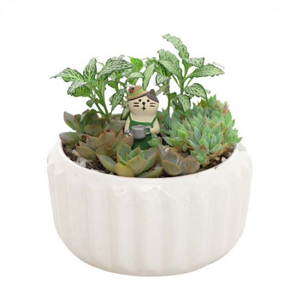 Miniature succulent garden in a white ceramic pot with a small cat figurine watering plants.