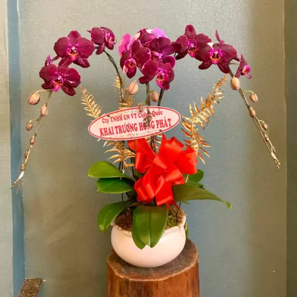 Purple orchid pot with a red bow and a congratulatory sign.