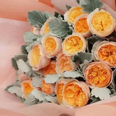 A bouquet of peach and orange David Austin roses with grey Dusty Miller leaves.