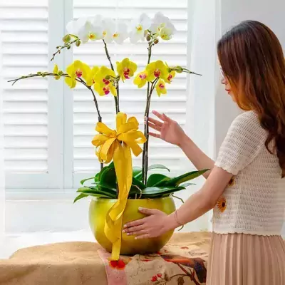 A woman admires a large pot of white and yellow orchids, decorated with a yellow bow.