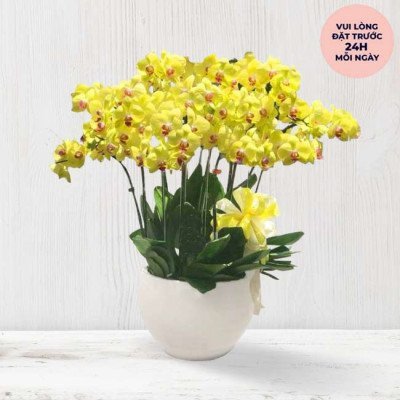 Pot of yellow orchids with pink accents in a white pot.