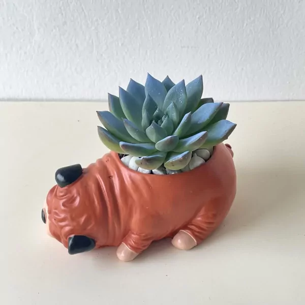 Chubby pug planter holding a blue-green succulent with white pebbles.