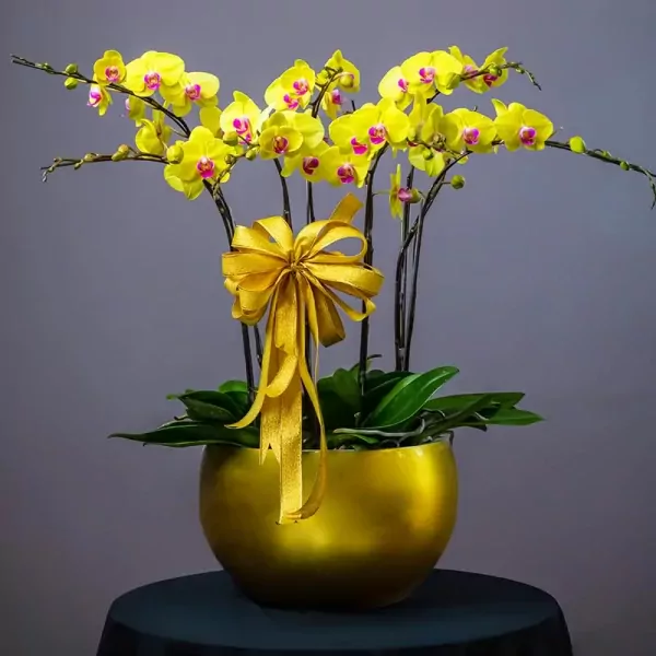 A pot of yellow orchids with a gold bow and green leaves.
