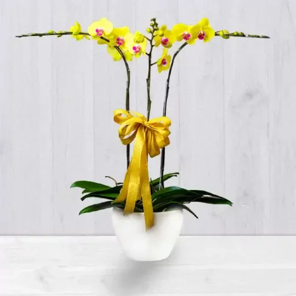 Yellow orchids in a white pot with a gold bow.