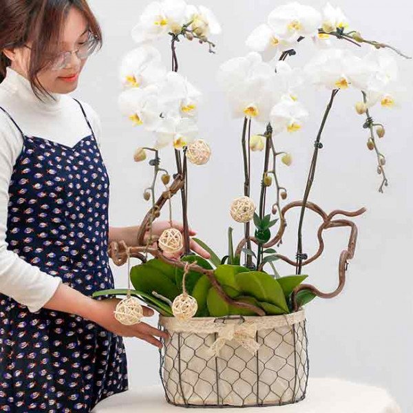 White orchids in a wire basket with decorative balls and a woman arranging them.