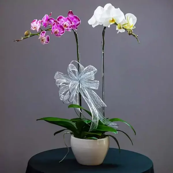 Two orchids, one purple and one white, in a white pot with a silver bow.